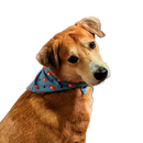 Bitter Pops Bandana 1 EA.