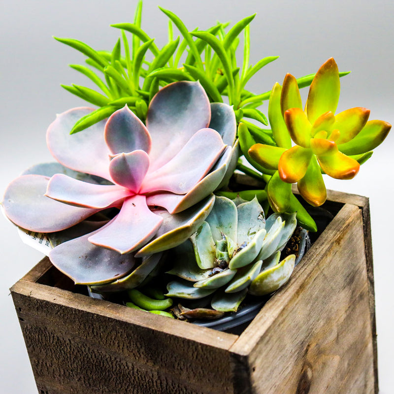 Bitter Pops Plant Shop - Spring Succulent Box