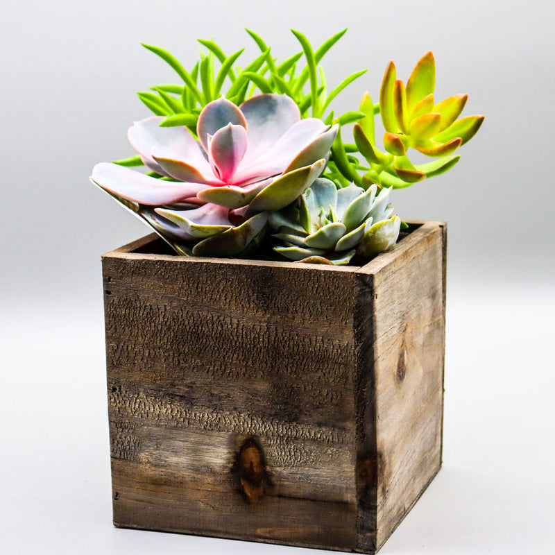 Bitter Pops Plant Shop - Spring Succulent Box