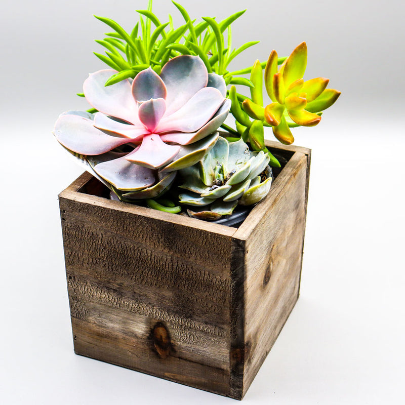 Bitter Pops Plant Shop - Spring Succulent Box